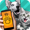 宠物对话翻译器app v1.1安卓版